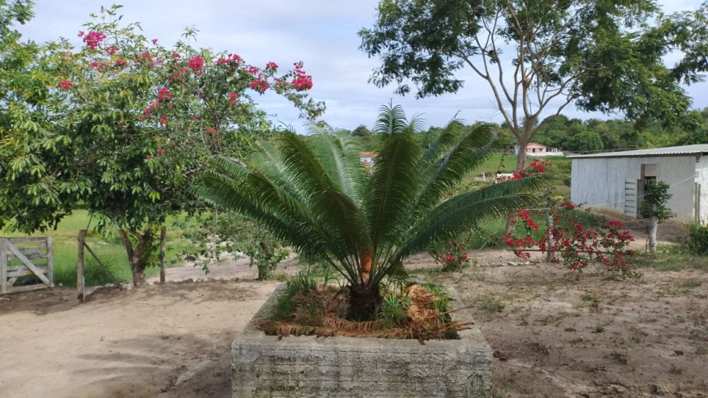 Fazendinha de 10 hectares a 8 km de conquista Fazendinha de 10 hectares a 8 km de conquista