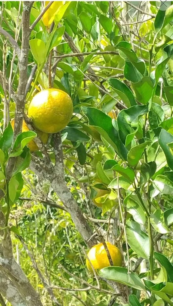 Fazenda na Região de Pedra Azul, Com uma área total de 18 alqueires