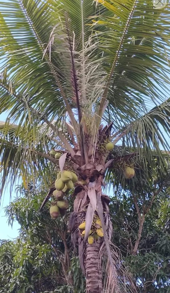 Fazenda na Região de Pedra Azul, Com uma área total de 18 alqueires