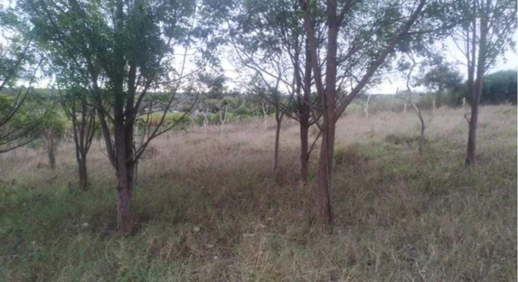 Fazenda de 4 alqueires