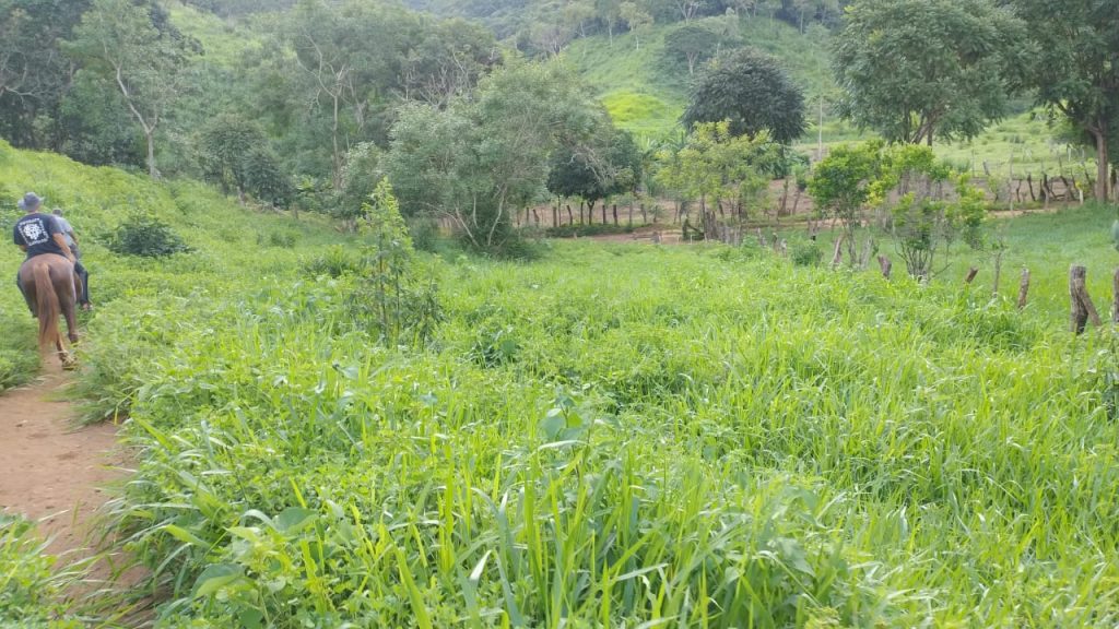 Fazenda saudade de 25 alqueires na região de pedra azul Fazenda saudade de 25 alqueires na região de pedra azul