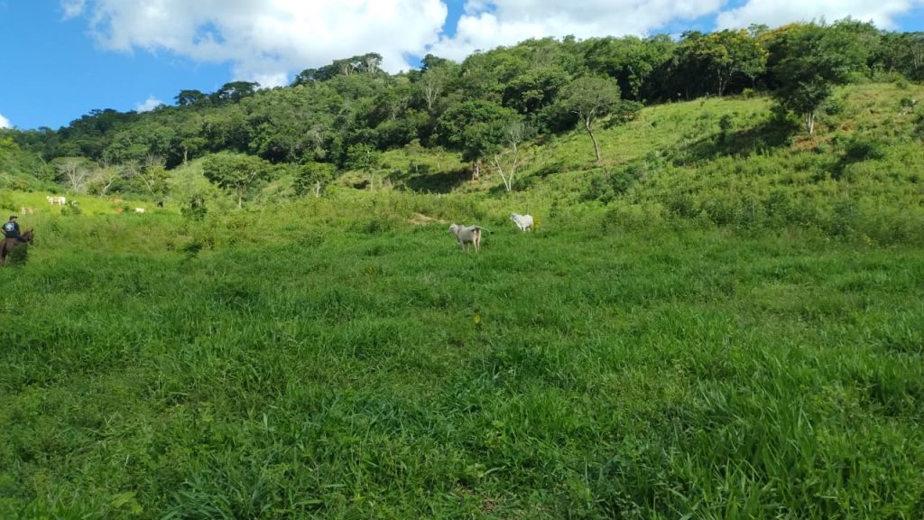Fazenda saudade de 25 alqueires na região de pedra azul Fazenda saudade de 25 alqueires na região de pedra azul