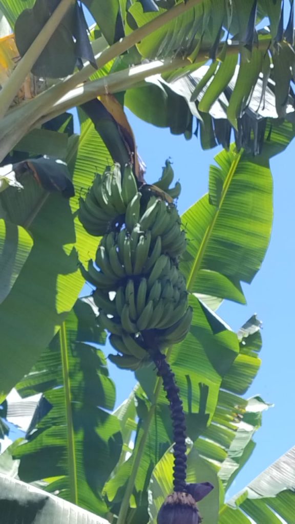 Fazenda saudade de 11 alqueires na região de pedra azul Fazenda saudade de 11 alqueires na região de pedra azul
