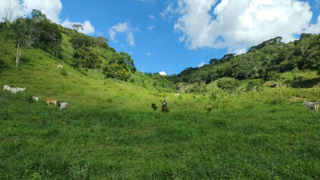 Fazenda saudade de 11 alqueires na região de pedra azul Fazenda saudade de 11 alqueires na região de pedra azul