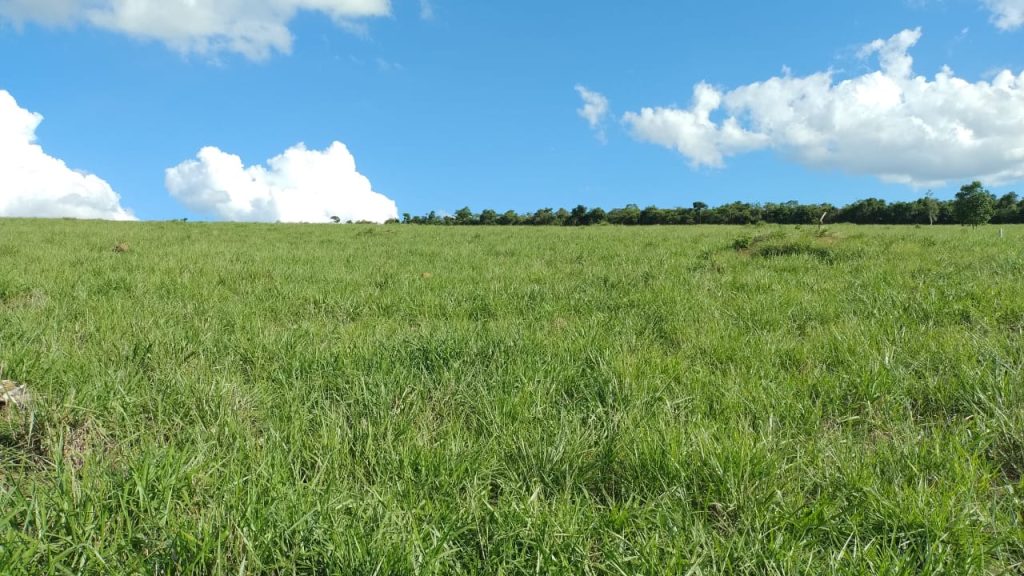 Fazenda saudade de 11 alqueires na região de pedra azul Fazenda saudade de 11 alqueires na região de pedra azul