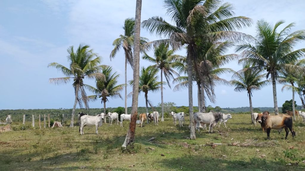 Fazenda de 40 alqueires a 7 km da praia e 22 km de Cabrália Porto seguro Fazenda de 40 alqueires a 7 km da praia e 22 km de Cabrália Porto seguro