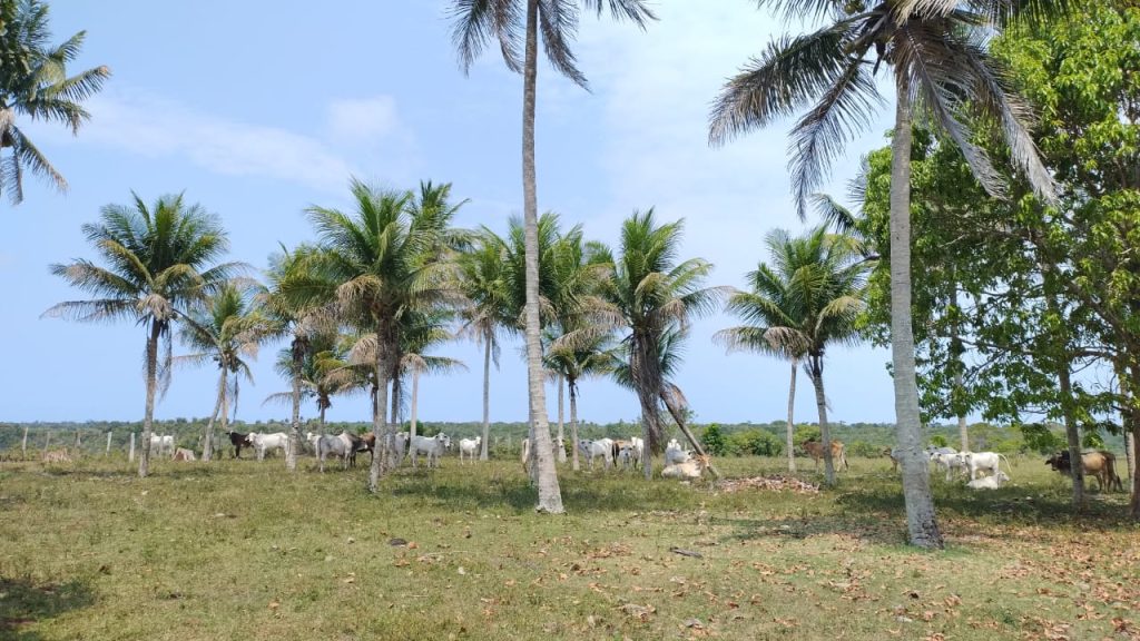 Fazenda de 40 alqueires a 7 km da praia e 22 km de Cabrália Porto seguro Fazenda de 40 alqueires a 7 km da praia e 22 km de Cabrália Porto seguro