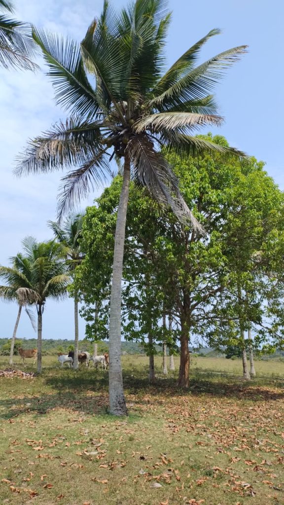 Fazenda de 40 alqueires a 7 km da praia e 22 km de Cabrália Porto seguro Fazenda de 40 alqueires a 7 km da praia e 22 km de Cabrália Porto seguro