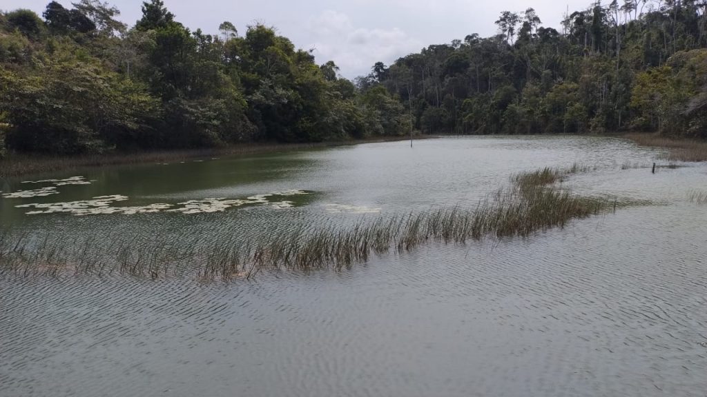 Fazenda de 40 alqueires a 7 km da praia e 22 km de Cabrália Porto seguro Fazenda de 40 alqueires a 7 km da praia e 22 km de Cabrália Porto seguro