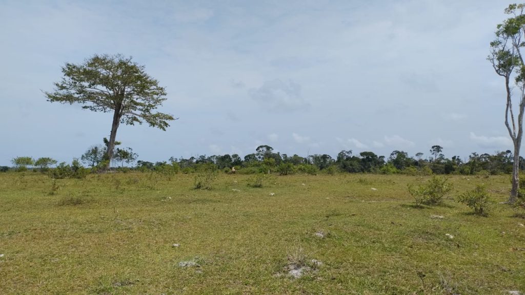 Fazenda de 40 alqueires a 7 km da praia e 22 km de Cabrália Porto seguro Fazenda de 40 alqueires a 7 km da praia e 22 km de Cabrália Porto seguro