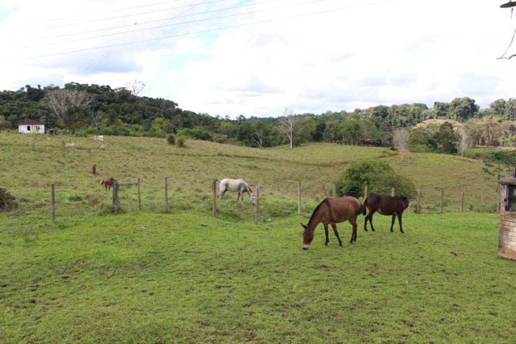 Fazenda de Cacau e pecuária São 205 hectares Na região de Uruçuca: informações: (77) 99124-3413 Rodrigo Patez Fazenda de Cacau e pecuária São 205 hectares Na região de Uruçuca: informações: (77) 99124-3413 Rodrigo Patez
