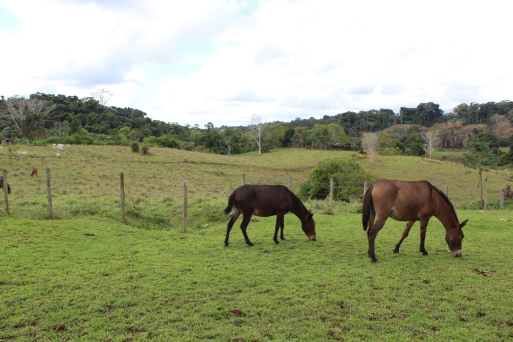 Fazenda de Cacau e pecuária São 205 hectares Na região de Uruçuca: informações: (77) 99124-3413 Rodrigo Patez Fazenda de Cacau e pecuária São 205 hectares Na região de Uruçuca: informações: (77) 99124-3413 Rodrigo Patez