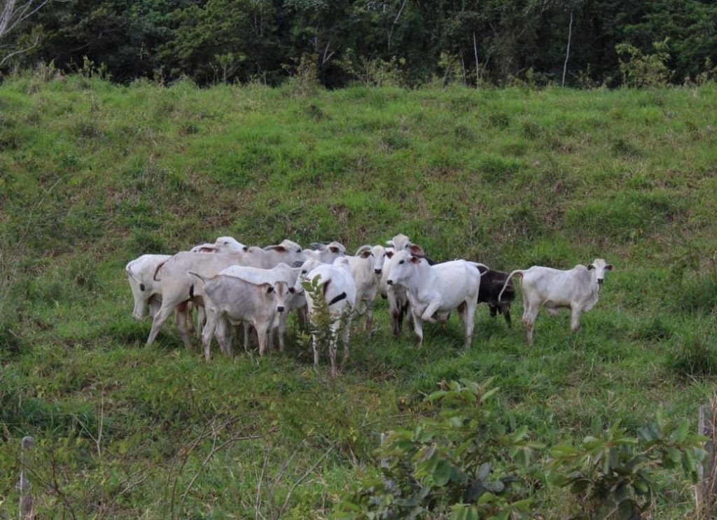 Fazenda de Cacau e pecuária São 205 hectares Na região de Uruçuca: informações: (77) 99124-3413 Rodrigo Patez Fazenda de Cacau e pecuária São 205 hectares Na região de Uruçuca: informações: (77) 99124-3413 Rodrigo Patez