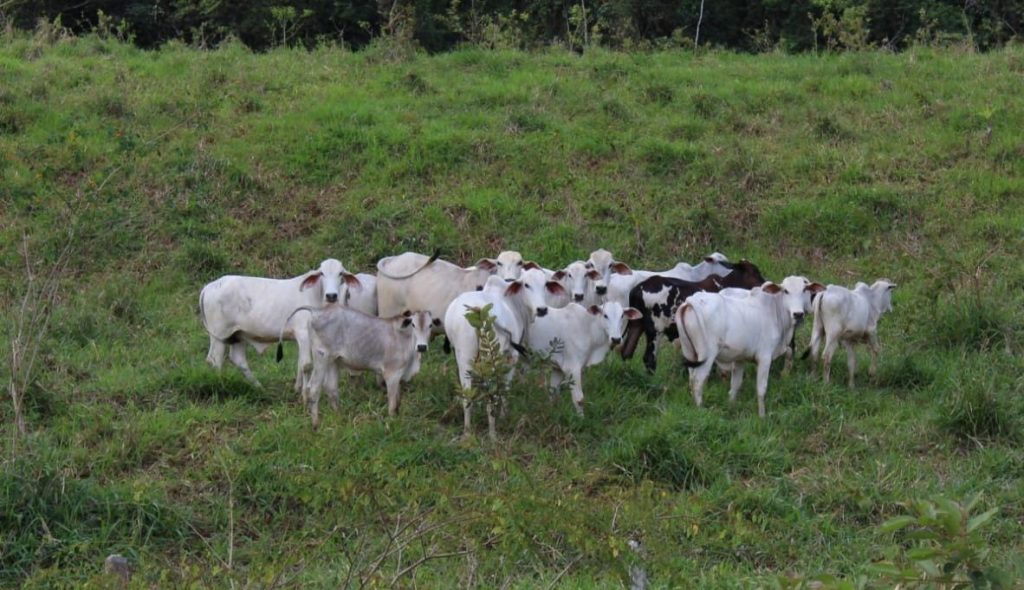 Fazenda de Cacau e pecuária São 205 hectares Na região de Uruçuca: informações: (77) 99124-3413 Rodrigo Patez Fazenda de Cacau e pecuária São 205 hectares Na região de Uruçuca: informações: (77) 99124-3413 Rodrigo Patez