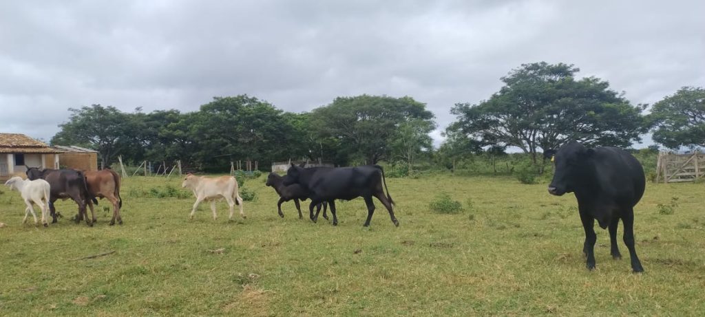 Fazenda de 12 alqueires a 16 km de poções Fazenda de 12 alqueires a 16 km de poções