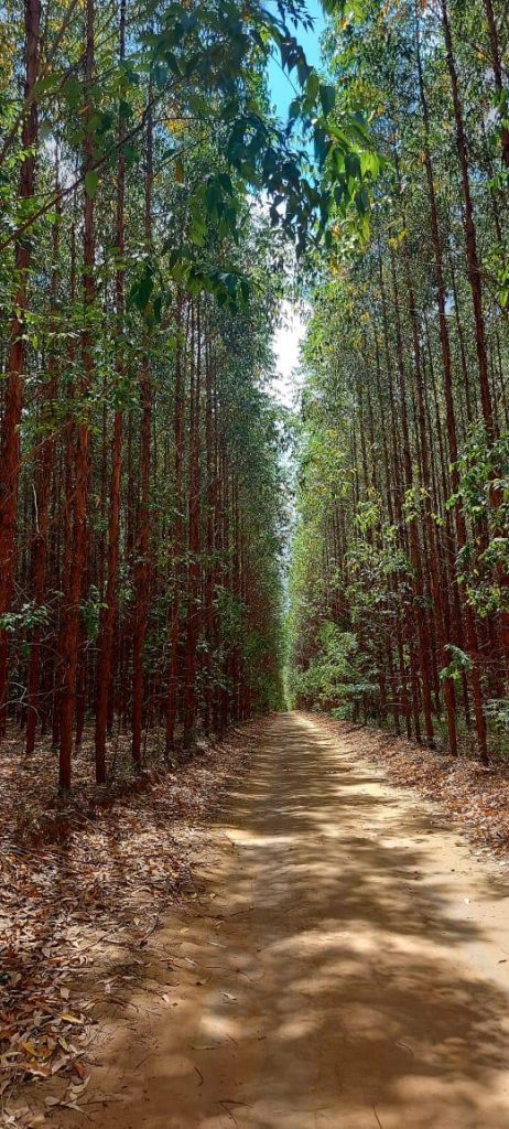 Fazenda à venda. Município de Brasilândia Mg Área 14.600 há. Fazenda à venda. Município de Brasilândia Mg Área 14.600 há.