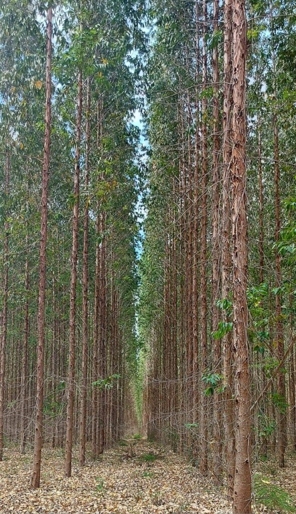 Fazenda à venda. Município de Brasilândia Mg Área 14.600 há. Fazenda à venda. Município de Brasilândia Mg Área 14.600 há.