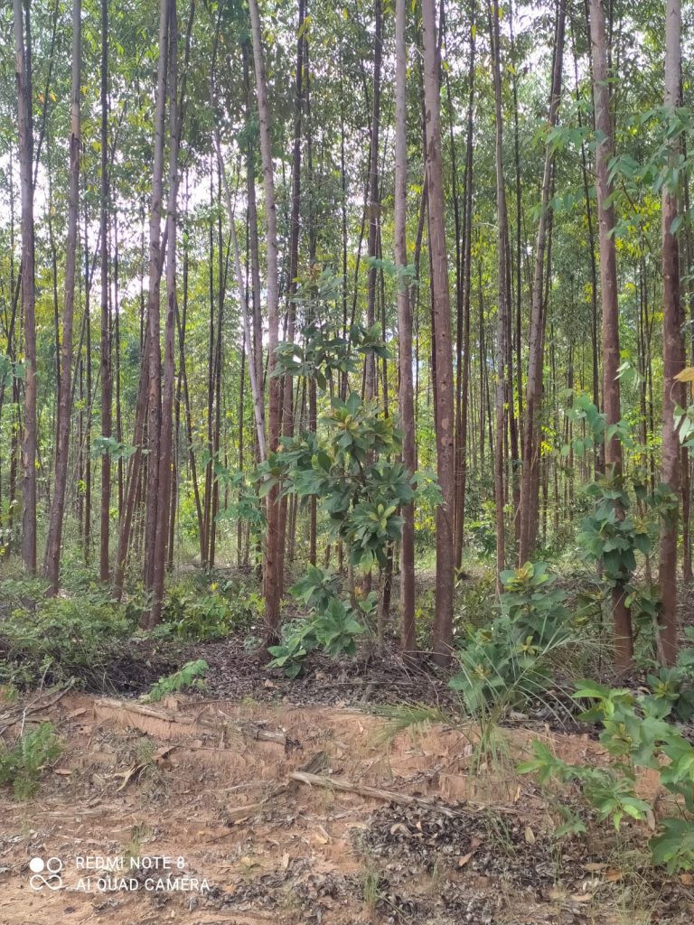 Fazenda à venda. Município de Brasilândia Mg Área 14.600 há. Fazenda à venda. Município de Brasilândia Mg Área 14.600 há.