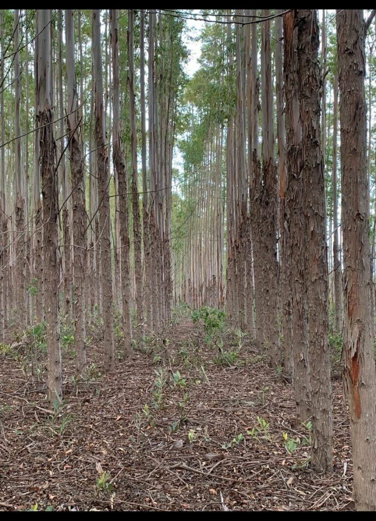Fazenda à venda. Município de Brasilândia Mg Área 14.600 há. Fazenda à venda. Município de Brasilândia Mg Área 14.600 há.