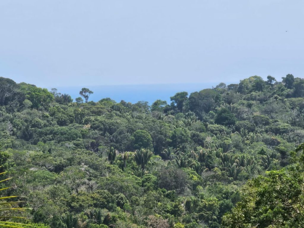 Fazendinha próximo da praia de Olivença 6,67 hectares A 2 km e meio da praia Sede de luxo com 1.000 M2 de área construída. 77 99124-3413