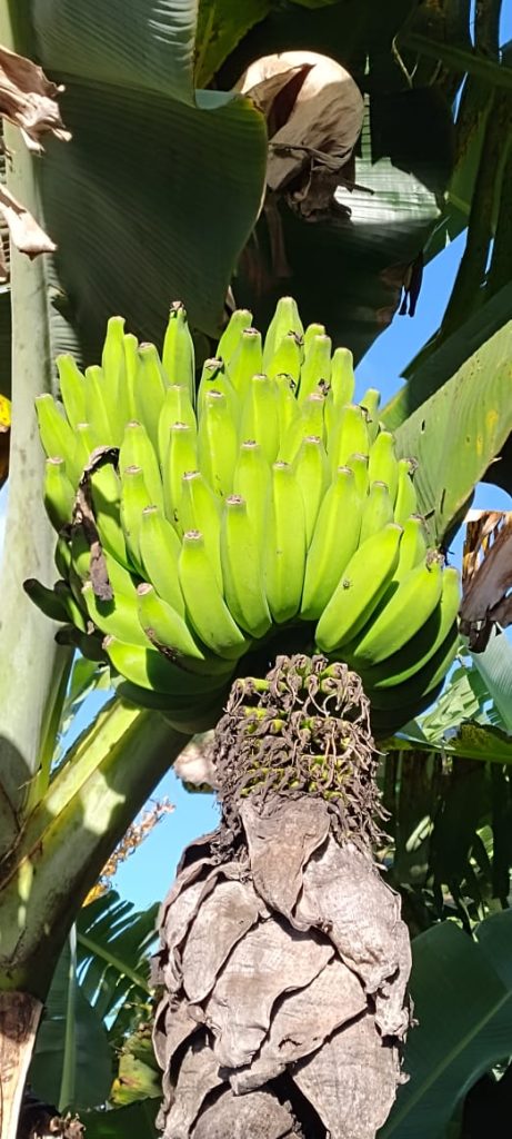 Fazendinha com 8 hectares, INFORMAÇÕES: 77 99124-3413