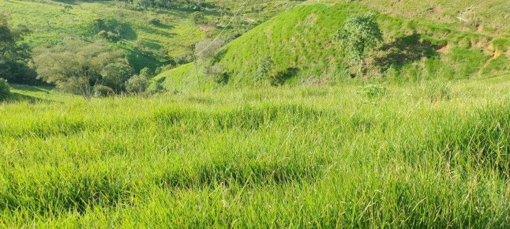 Fazendinha com 8 hectares, INFORMAÇÕES: 77 99124-3413