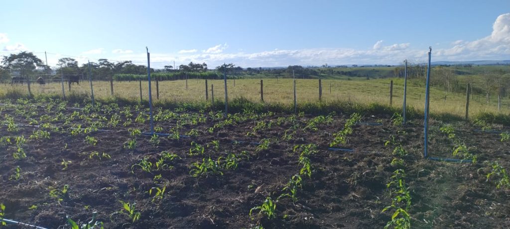 Fazendinha com 8 hectares, INFORMAÇÕES: 77 99124-3413