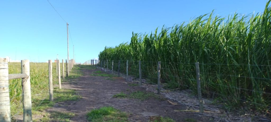 Fazendinha com 8 hectares, INFORMAÇÕES: 77 99124-3413