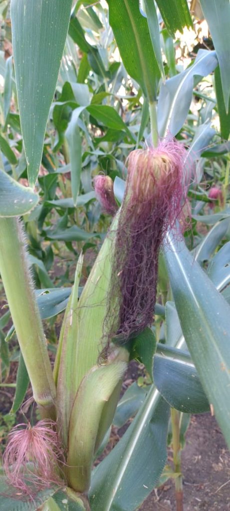 Fazendinha com 8 hectares, INFORMAÇÕES: 77 99124-3413