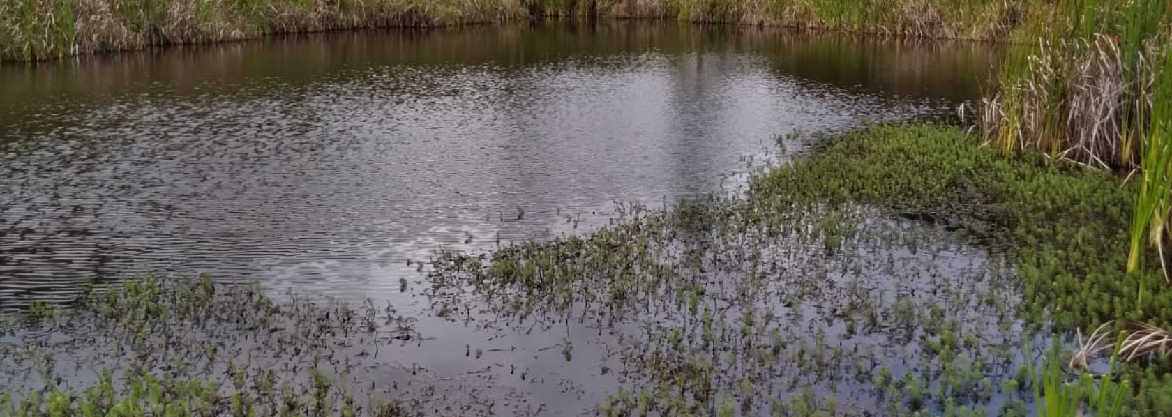 Fazenda de 18 alqueires em Boa Nova, região da Mata, muita água Várias nascentes Rio passa dentro da terra Barragem